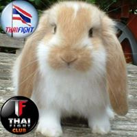 สมาชิก Dektalent