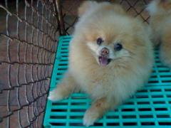 สมาชิก Dektalent